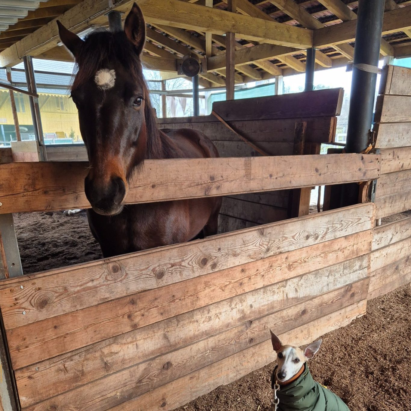 Caballo marrón en un establo, junto a un perro pequeño con abrigo.
