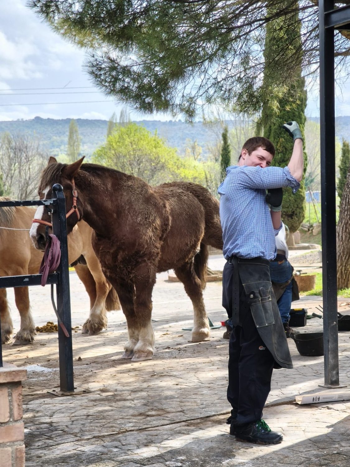 Hombre con delantal cepillando a un caballo en un entorno natural.