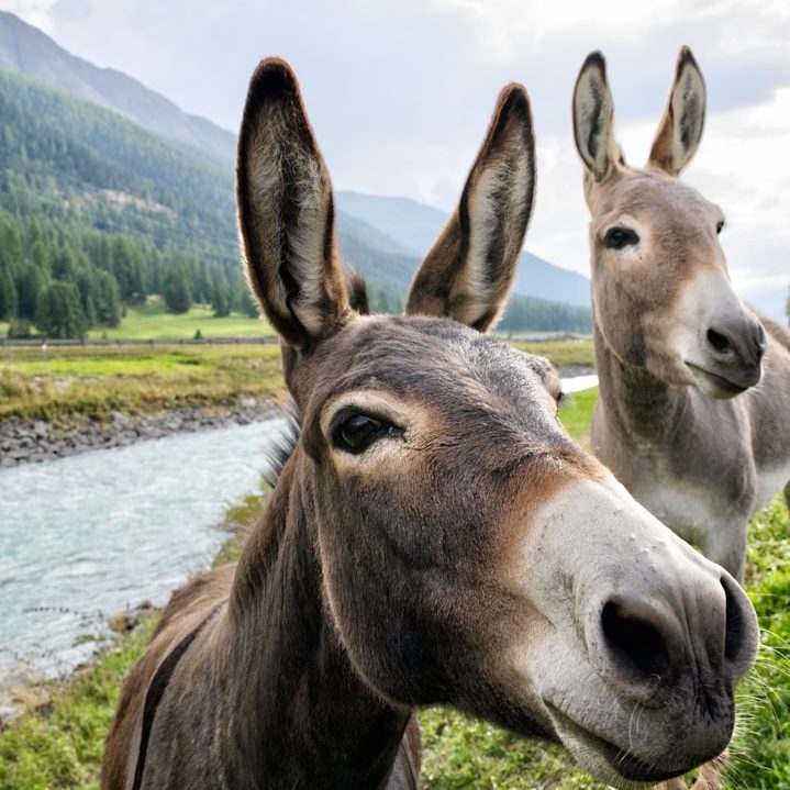 Dos burros en un paisaje natural junto a un río y montañas de fondo.