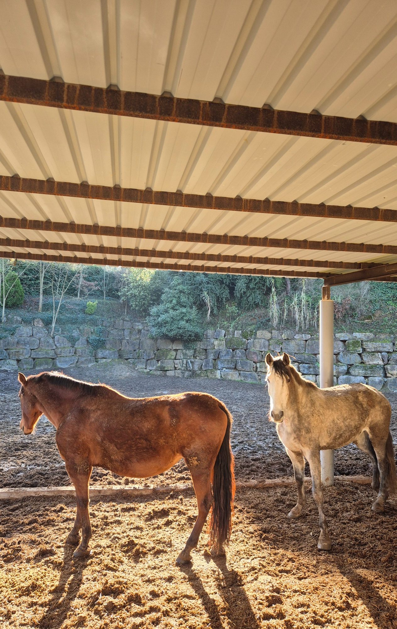 Caballos sanos y felices Dos caballos de pie en un establo iluminado por la luz del sol en Barcelona