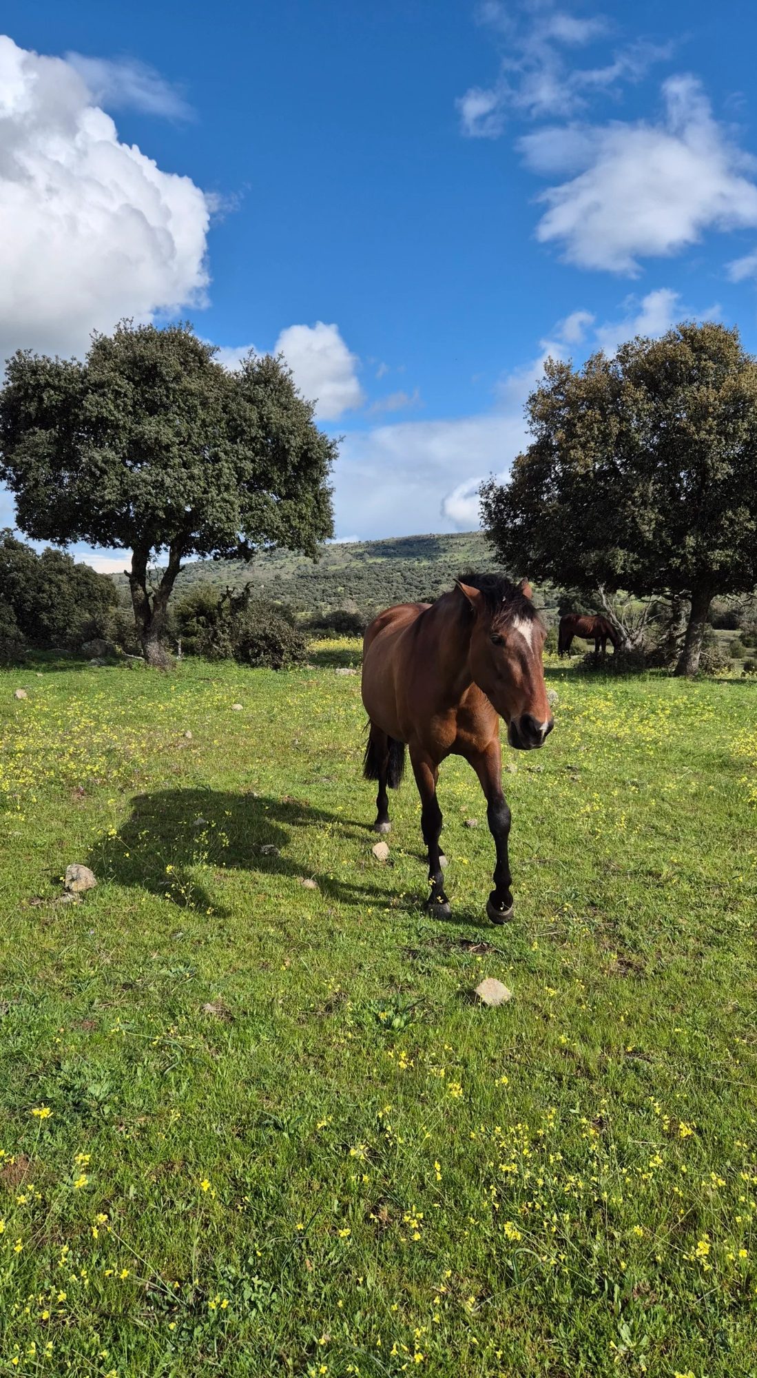paddock paradise en Barcelona Caballo marrón pastando en un campo verde con nubes y cielos azules de fondo.